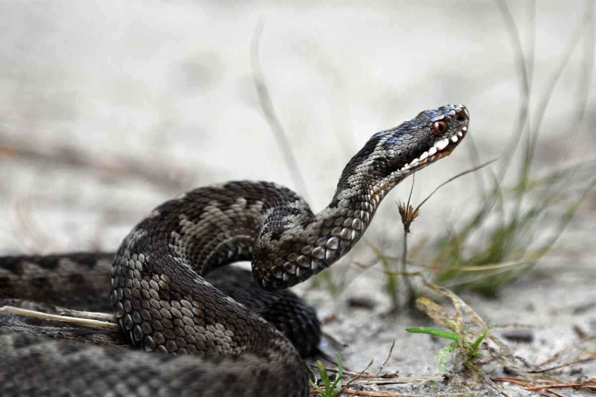 cosa fare in caso di morso di una vipera 