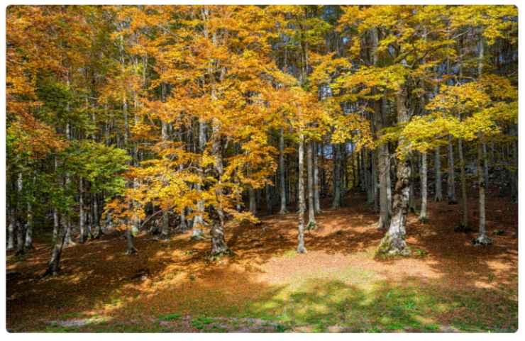 Il Foliage nel Lazio 