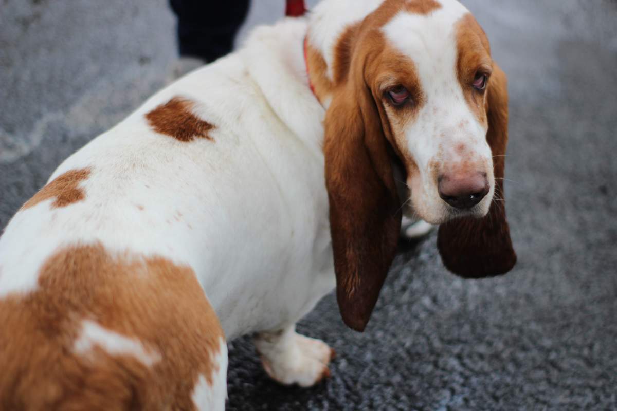 Quali sono i cani più puliti del pianeta