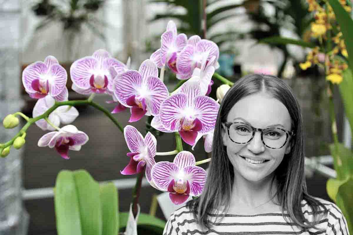 orchidea foglie appassite