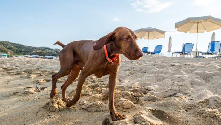 Cani speciali: ecco cosa faranno nel Lazio