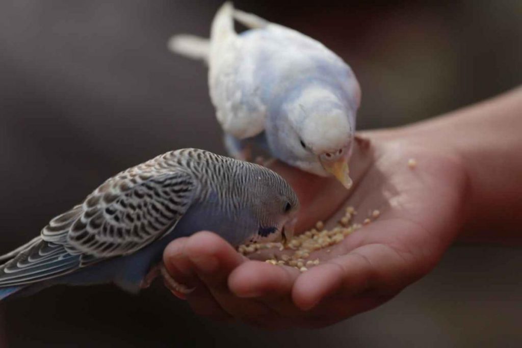 dare da mangiare agli uccellini nuoce alla loro salute