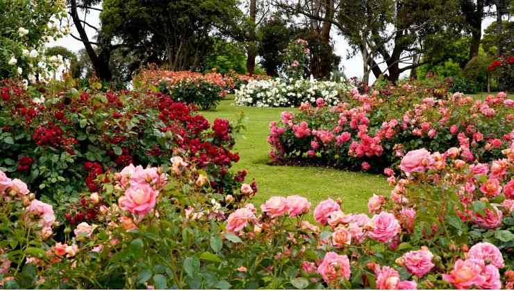 roseto comunale di Roma ospita tante varietà di rose