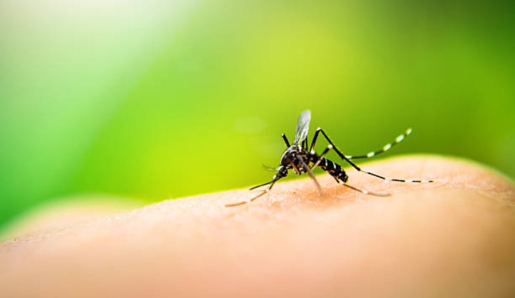 A Roma si sta diffondendo la febbre dengue